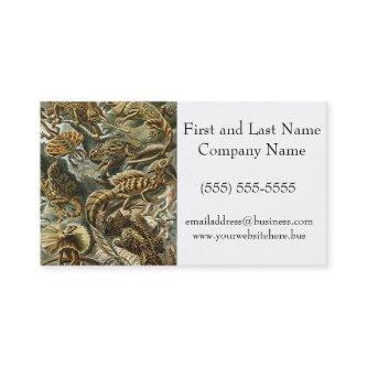 Haeckel Lizard Bearded Dragon Iguana Painting