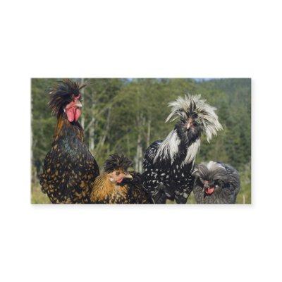 Hair Stylist / Hatchery - Two Sided