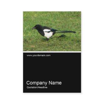 Half&Half Photo 0265 - European Magpie