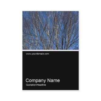 Half&Half Photo 0303 - Silver Birch Branches