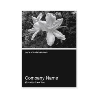 Half&Half Photo 034 - Azaleas