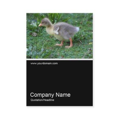Half&Half Photo 0368 - Gosling
