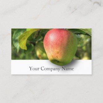 Hanging Apple Orchard Photograph