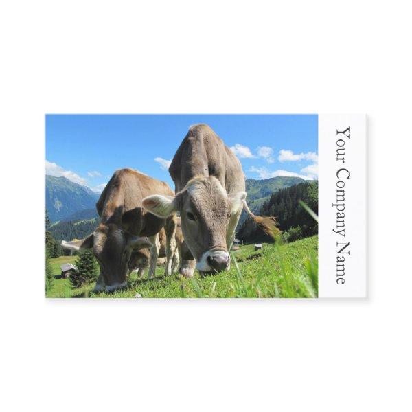 Happy Grazing Cows Photograph