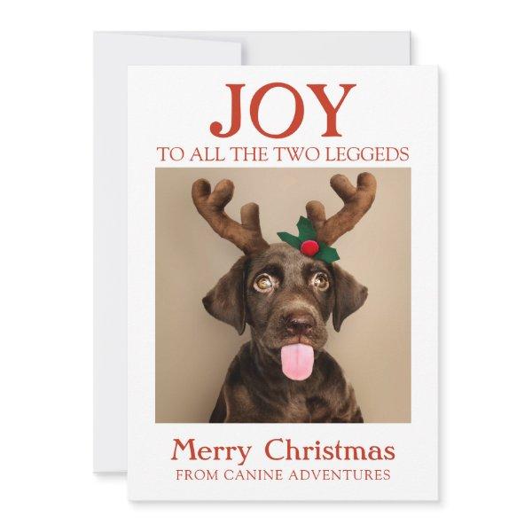 Happy Holidays Dog Photo From Dog Walker Holiday Card