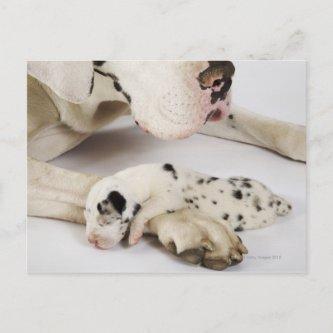 Harlequin Great Dane puppy sleeping on mother Postcard