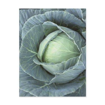 Head of cabbage with drops of water postcard