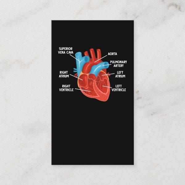 Heart Anatomy Education Cardiology