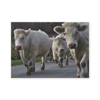 Herd of Charolais beef cattle