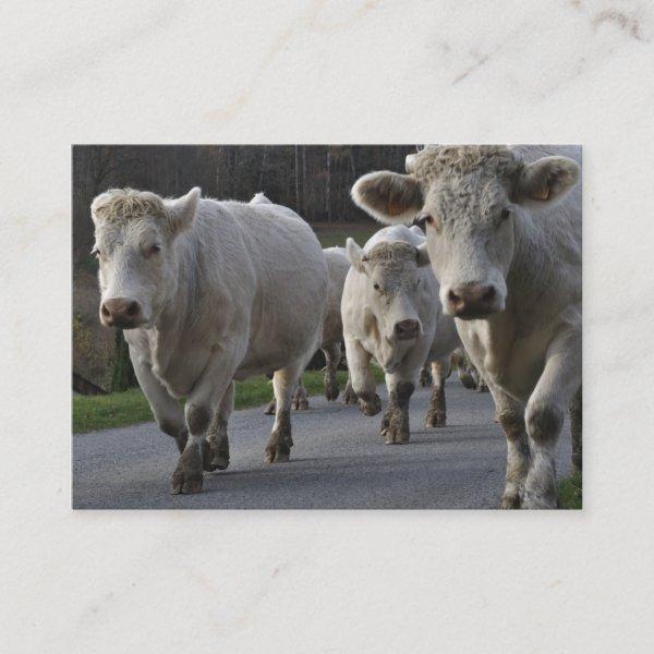 Herd of Charolais beef cattle