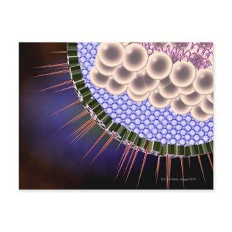 Herpes Virus Postcard