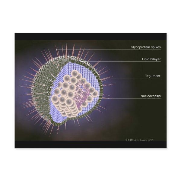 Herpes Virus Structure Postcard