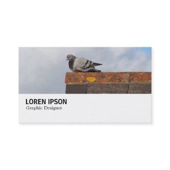 Hi-Phi - 0369 - Good Morning Pigeon