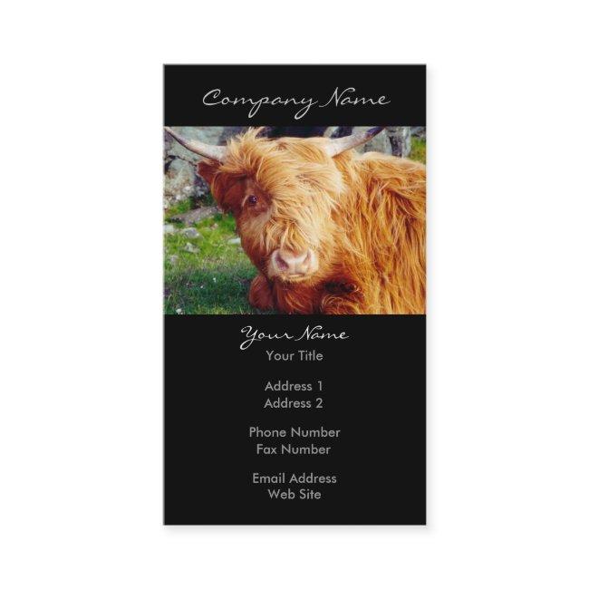 Highland Cow Photo