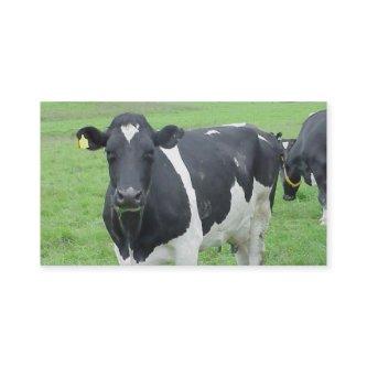 Holstein Cow Cattle Bull Steer Heifer Farm Range