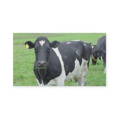 Holstein Cow Cattle Bull Steer Heifer Farm Range