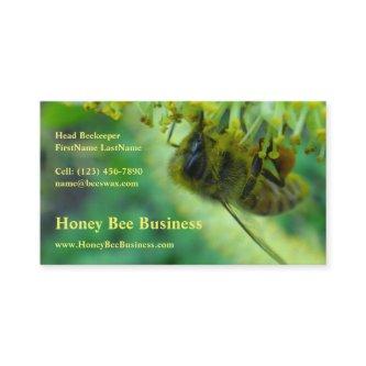 Honey Bee on Catkin