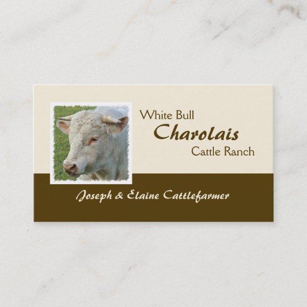 Horned Charolais bull photo