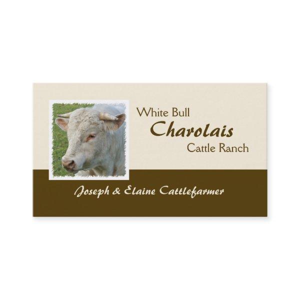 Horned Charolais bull photo