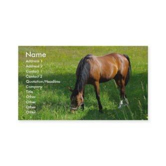 Horse #1