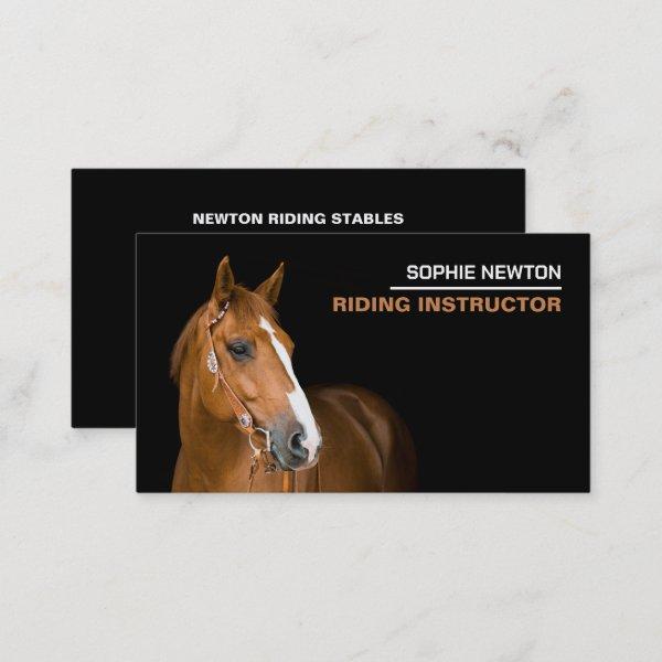 Horse Portrait, Riding Instructor, Academy