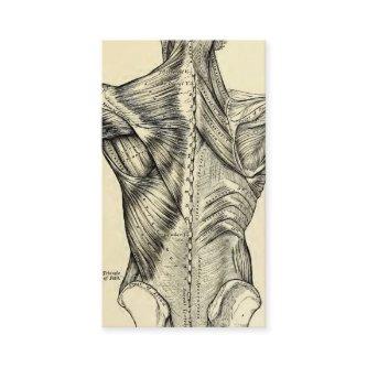 Human Anatomy Art Back Muscles (circa 1890)