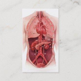 human body parts medical