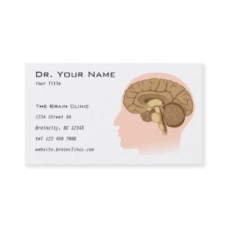 Human brain anatomy