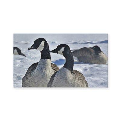 Hunting Guide Canada Geese Winter Outdoors