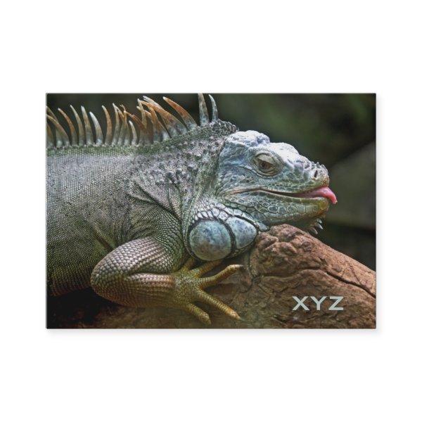 Iguana custom