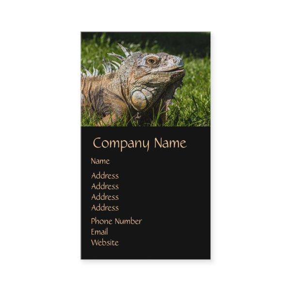 Iguana Lizard