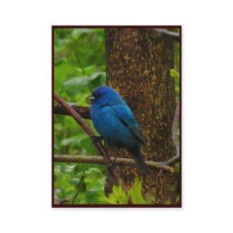 Indigo Bunting ATC