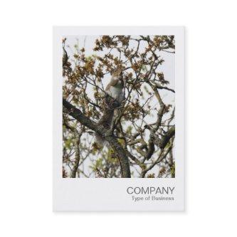 Instant Photo 01 - Squirrel in a Tree