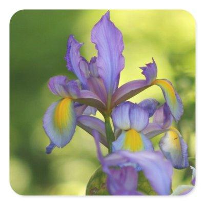 Iris flower Stickers
