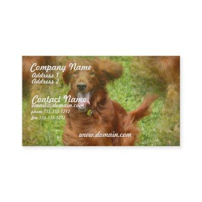 Irish Setter