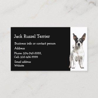 Jack Russel Terrier Dog Breeder Pet Sitter