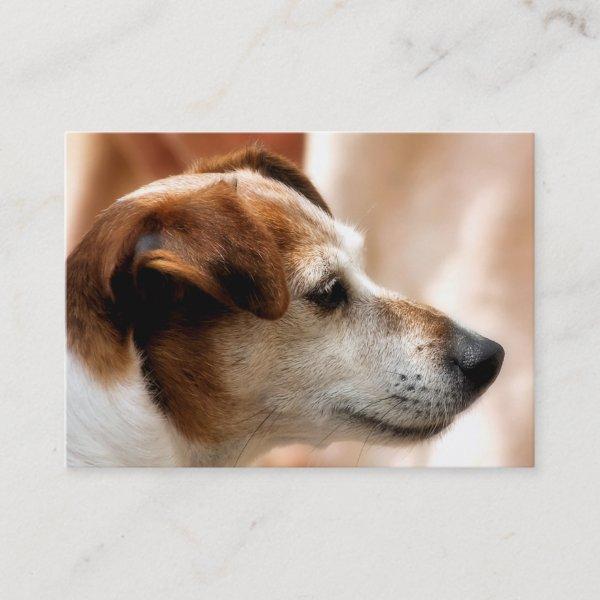 JACK RUSSELL TERRIER DOG