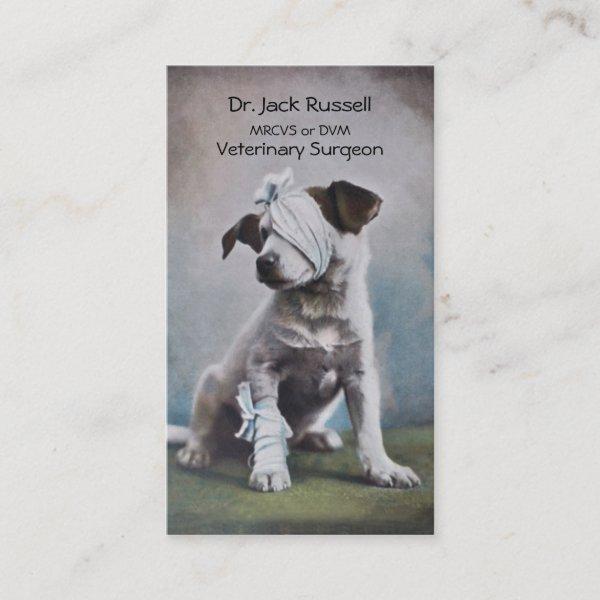 Jack Russell with bandages veterinarian