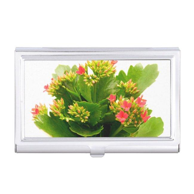 Kalanchoe blossfeldiana case