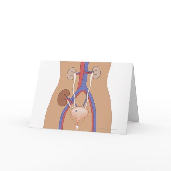 Kidney Transplant Card