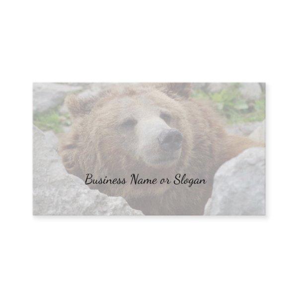 Kodiak bear
