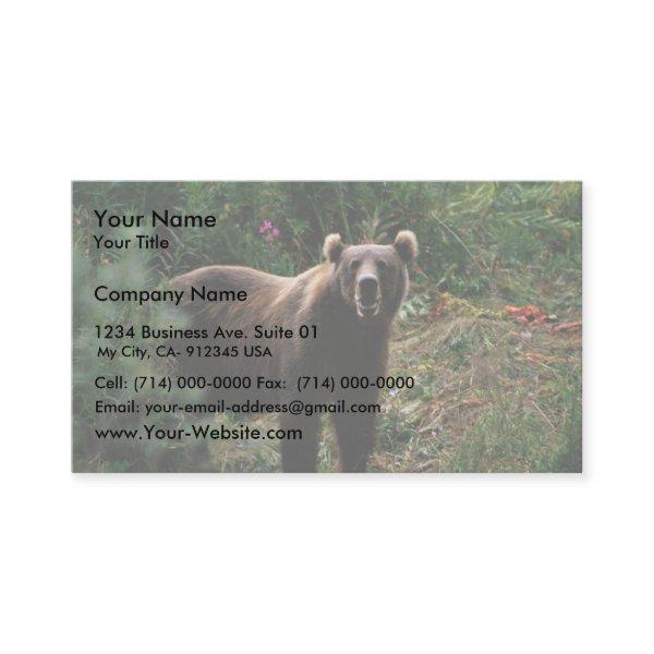 Kodiak Brown Bear