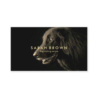 Labrador Black Dog Walker sitter grooming