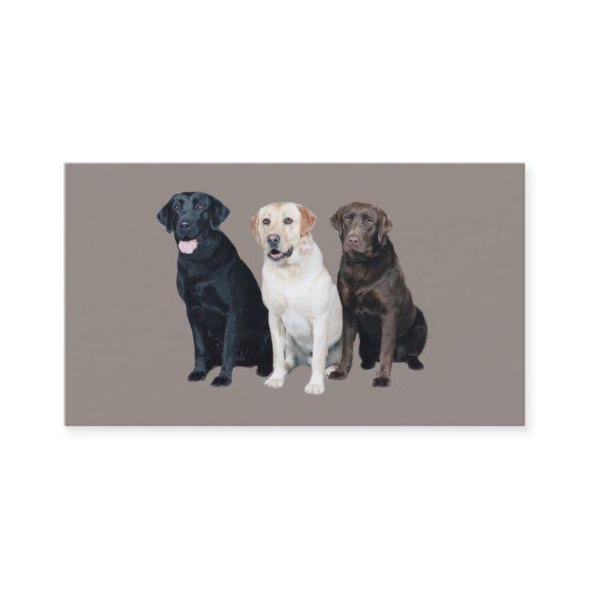 Labrador Retriever