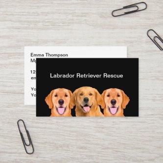 Labrador Retriever Dog Rescue