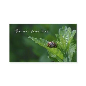 Ladybug on a Rose Of Sharon Floral Beetle