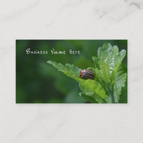 Ladybug on a Rose Of Sharon Floral Beetle