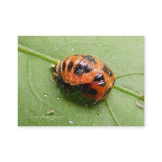 Ladybug Pupa calendar ~ Chubby