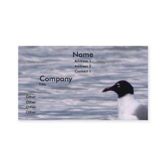 Laughing Gull