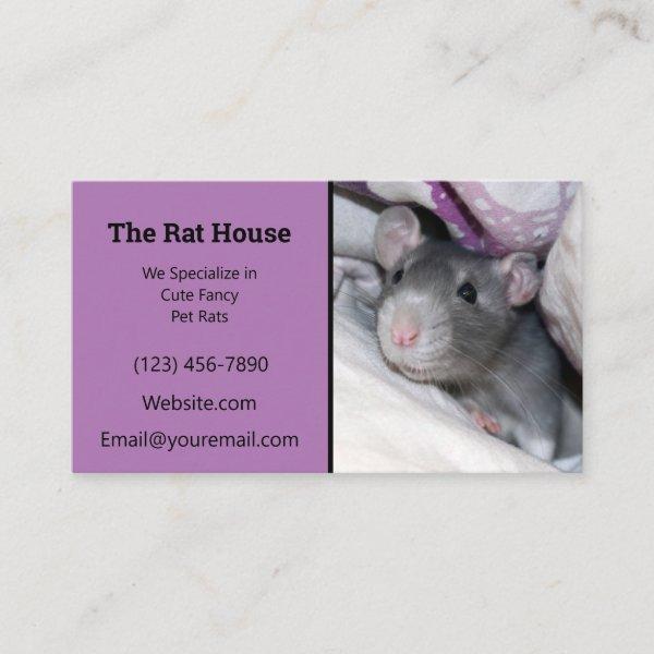 Lavender Rat Breeder Rattery